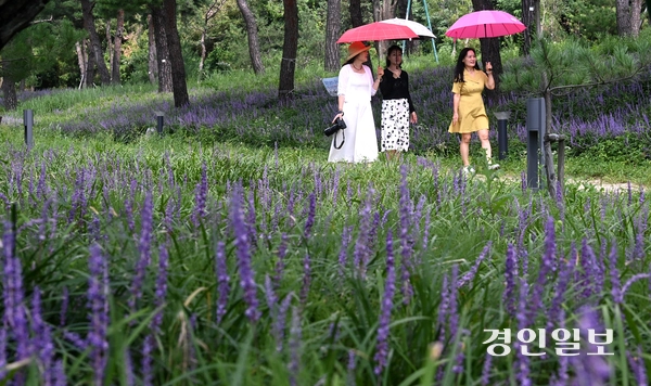 25일 오후 수원시 장안구 파장동에 위치한 노송지대를 찾은 시민들이 맥문동 사이를 산책하며 즐거운 시간을 보내고 있다. 2025.8.25 /최은성기자 ces7198@kyeongin.com