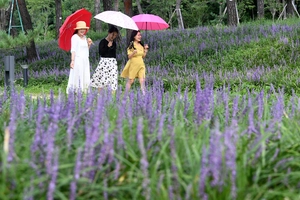[화보] 노송지대 물들인 보랏빛 향기