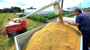 [포토] 올해 첫 조생종 벼 수확