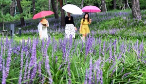 [포토] 오락가락 날씨에 우산을 양산으로