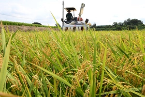 [화보] 조생종 벼 ‘첫’ 수확