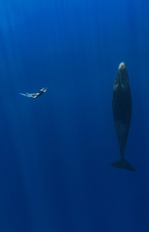 이영란 플랜오션 대표의 활동 모습들. /플랜오션 제공