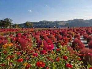 삼곶리 댑싸리정원 9~10월 개장… 연천군 주말 시티투어 버스 운영