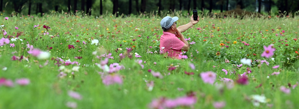 가을을 재촉하는 비가 내린 1일 인천대공원을 찾은 한 시민들이 코스모스와 백일홍이 핀 꽃밭에서 사진을 찍으며 늦더위를 잊고 있다. 2025.9.1 /김용국기자 yong@kyeongin.com