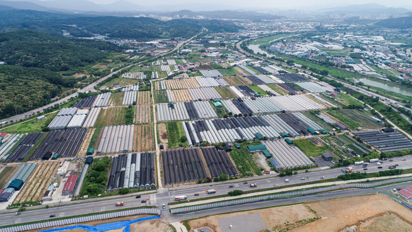 한때 도시근교 농업의 상징이었던 남양주 47번 국도변의 비닐하우스 단지. 현재는 왕숙지구로 편입돼 모두 사라졌다. /남양주시 제공