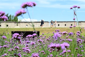 [화보] 가을을 끌어당기는 버베나 꽃
