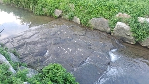 망월천 상류서 ‘치어 집단폐사’ 수거… 하남시, 수질검사 의뢰