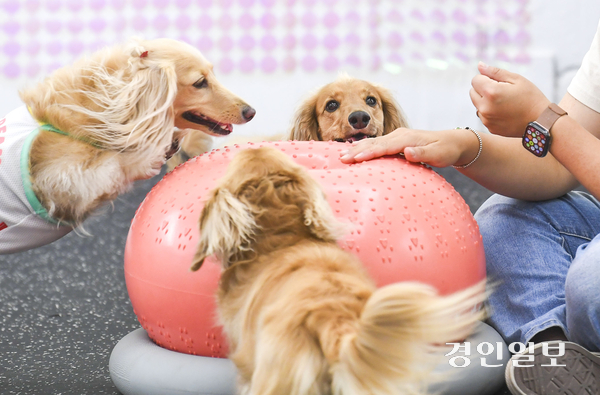 지자체들이 동물등록 자진신고 기간을 운영하고 있지만 자진신고 유도와 단속 전반의 과정이 ‘등록 동물을 늘려 유기동물 발생 등을 막자’는 동물등록제의 취지에 부합하는지 의문이 제기되고 있다. 사진은 기사 내용과 관련 없음. /경인일보DB