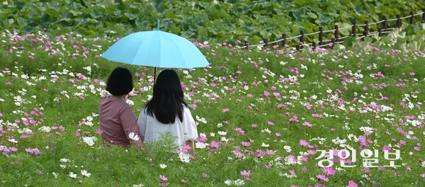4일 오후 수원시 권선구 탑동시민농장을 찾은 시민들이 활짝 핀 코스모스 사이를 산책하며 즐거운 시간을 보내고 있다. 2025.9.4 /최은성기자 ces7198@kyeongin.com