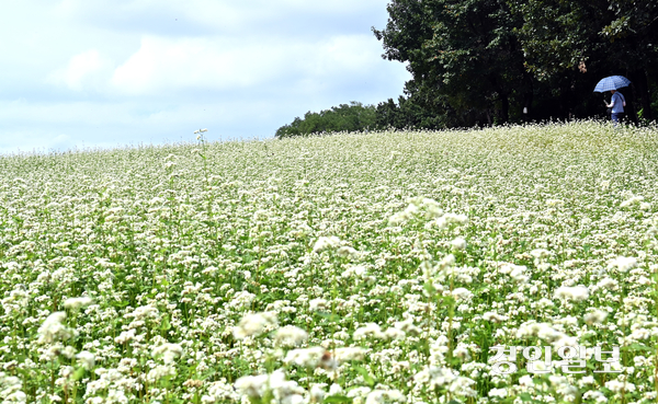 4일 메밀꽃이 활짝 핀 인천시 연수구 선학동의 나대지를 찾은 시민이 하얀 꽃밭을 걸으며 늦여름의 정취를 만끽하고 있다. 2025.9.4 /김용국기자 yong@kyeongin.com