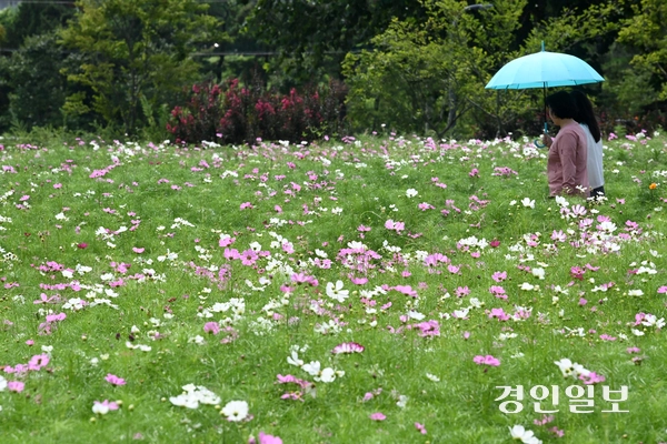 4일 오후 수원시 권선구 탑동시민농장을 찾은 시민들이 활짝 핀 코스모스 사이를 산책하며 즐거운 시간을 보내고 있다. 2025.9.4 /최은성기자 ces7198@kyeongin.com