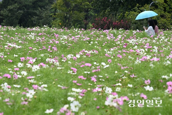 4일 오후 수원시 권선구 탑동시민농장을 찾은 시민들이 활짝 핀 코스모스 사이를 산책하며 즐거운 시간을 보내고 있다. 2025.9.4 /최은성기자 ces7198@kyeongin.com