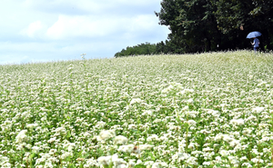 [포토] 흰 눈 내린 듯 메밀꽃 활짝