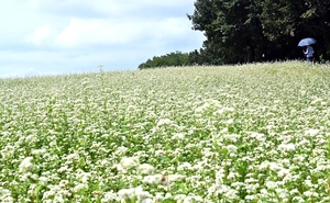 [포토] 흰 눈 내린 듯 메밀꽃 활짝