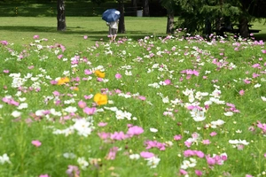 [화보] 활짝 핀 가을 코스모스