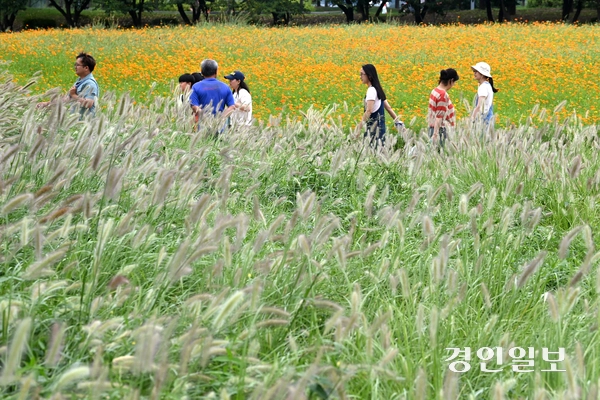 절기상 백로(白露)인 7일 오후 시흥시 장곡동 갯골생태공원을 찾은 시민들이 수크령과 황화코스모스 사이를 산책하며 즐거운 시간을 보내고 있다. 2025.9.7 /최은성기자 ces7198@kyeongin.com