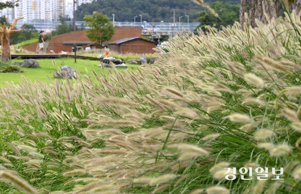 절기상 백로(白露)인 7일 오후 시흥시 장곡동 갯골생태공원을 찾은 시민들이 수크령과 황화코스모스 사이를 산책하며 즐거운 시간을 보내고 있다. 2025.9.7 /최은성기자 ces7198@kyeongin.com