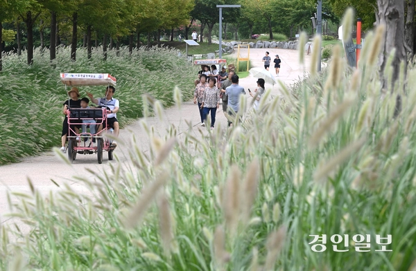 절기상 백로(白露)인 7일 오후 시흥시 장곡동 갯골생태공원을 찾은 시민들이 수크령과 황화코스모스 사이를 산책하며 즐거운 시간을 보내고 있다. 2025.9.7 /최은성기자 ces7198@kyeongin.com