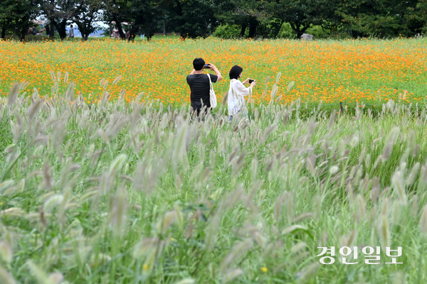 절기상 백로(白露)인 7일 오후 시흥시 장곡동 갯골생태공원을 찾은 시민들이 수크령과 황화코스모스 사이를 산책하며 즐거운 시간을 보내고 있다. 2025.9.7 /최은성기자 ces7198@kyeongin.com