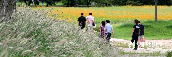 절기상 백로(白露)인 7일 오후 시흥시 장곡동 갯골생태공원을 찾은 시민들이 수크령과 황화코스모스 사이를 산책하며 즐거운 시간을 보내고 있다. 2025.9.7 /최은성기자 ces7198@kyeongin.com
