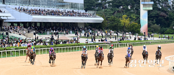 휴일인 7일 오후 과천시 렛츠런파크 서울에서 열린 코리아컵&코리아스프린트 대회 경주마들이 가을 바람을 가르며 힘차게 질주하고 있다. 렛츠런파크 서울에서는 오는 21일까지 주말마다 승마 체험, 드론쇼 등 ‘별밤마(馬)중 페스티벌’이 진행된다. 2025.9.7 /최은성기자 ces7198@kyeongin.com