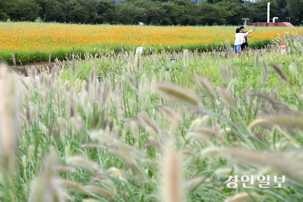 절기상 백로(白露)인 7일 오후 시흥시 장곡동 갯골생태공원을 찾은 시민들이 수크령과 황화코스모스 사이를 산책하며 즐거운 시간을 보내고 있다. 2025.9.7 /최은성기자 ces7198@kyeongin.com