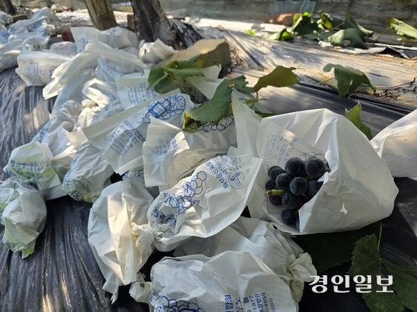 지난 10일 오전 화성시 서신면 한 포도농장에서 수확한 포도의 모습. 2025.9.10 /구민주기자 kumj@kyeongin.com
