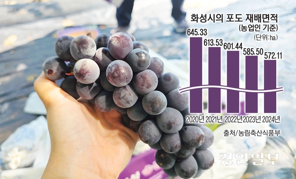 화성 서신면 포도농장에서 수확한 포도. 2025.9.10 /구민주기자 kumj@kyeongin.com