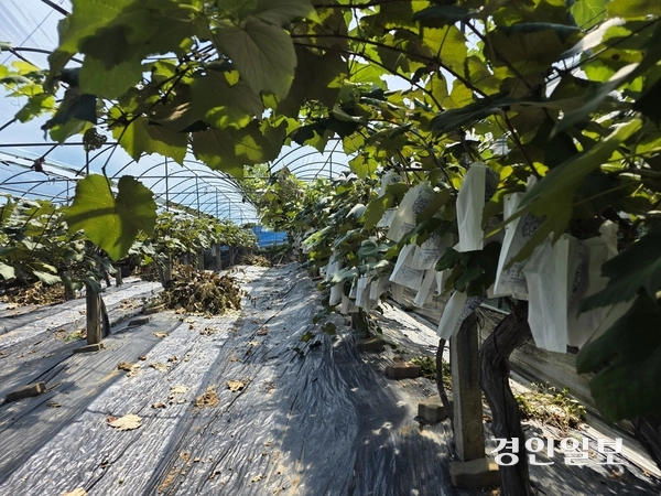 지난 10일 오전 화성시 서신면 한 포도농장에 제철을 맞아 잘 익은 켐벨 포도가 열려 있다. 2025.9.10 /구민주기자 kumj@kyeongin.com
