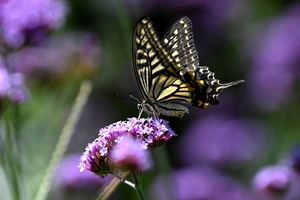 [화보] 버베나, 호랑나비 그리고 가을