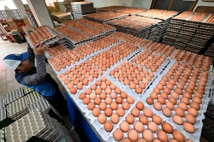 [포토] 계란 값 날개 달자… 사육면적 확대 2년 유예