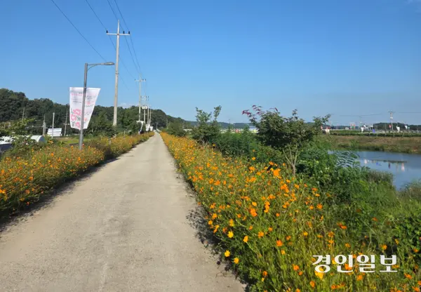 13일부터 이천시 호법레포츠공원과 복하천 일원에서는 ‘호법꽃축제’가 열린다. 2025.9.12 이천/서인범기자 sib@kyeongin.com