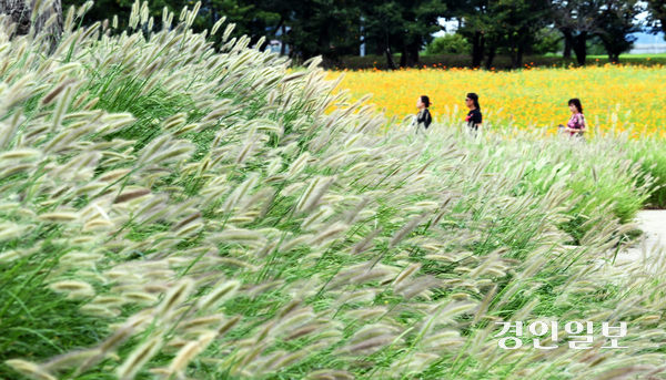 완연한 가을 날씨를 보인 14일 시흥시 갯골생태공원을 찾은 시민들이 수크령과 황화코스모스 사이를 거닐며 가을 정취를 만끽하고 있다. 기상청은 월요일인 15일은 낮 최고기온이 30도 안팎까지 오르며 늦더위가 이어지겠다고 내다봤다. 2025.9.14 /최은성기자 ces7198@kyeongin.com