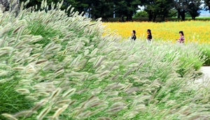 [포토] 꽃들의 가을맞이