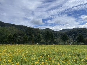 [포토] 2025 자라섬꽃(가을) 페스타 개막… 10월12일까지 꽃 향연