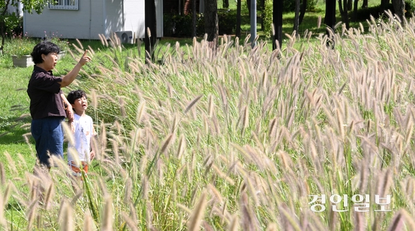 완연한 가을 날씨를 보인 18일 오후 수원시 팔달구 서호꽃뫼공원에서 할머니와 손자가 수크령 사이를 산책하며 즐거운 시간을 보내고 있다. 2025.9.18 /최은성기자 ces7198@kyeongin.com