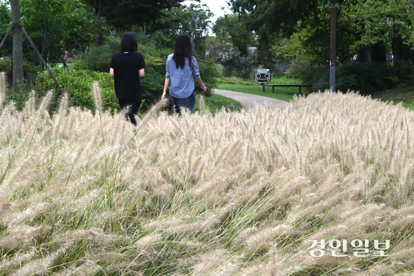 완연한 가을 날씨를 보인 18일 오후 수원시 팔달구 서호공원에서 시민들이 수크령 사이를 산책하며 즐거운 시간을 보내고 있다. 2025.9.18 /최은성기자 ces7198@kyeongin.com