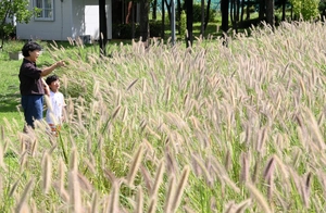 [화보] 수크령 사이로 가을 산책