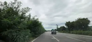 [포토] 자유로 파주 구간 중앙분리대 우거진 잡목… 운전자 시야 가려