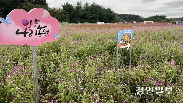 19일 오전 11시께 양주시 나리공원. 1주일 뒤 열리는 천만송이 천일홍 축제를 앞두고 꽃들이 만발해 있다. 2025.9.19 /조수현기자 joeloach@kyeongin.com