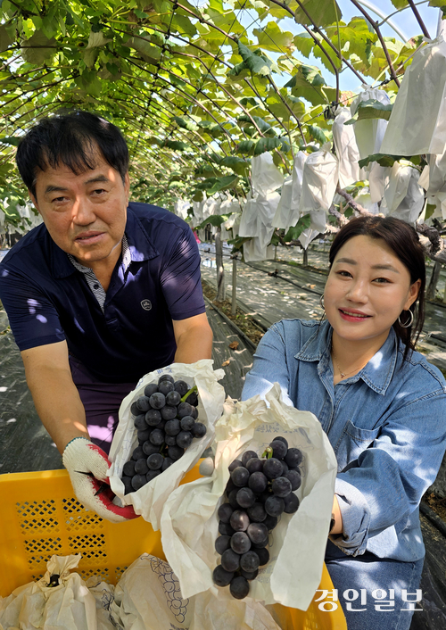 추석을 앞두고 포천지역에서 포도 수확이 한창인 가운데 21일 포천시 소흘읍 한 포도농장에서 갓 수확한 싱싱한 포도를 들어보이고 있다. 이 일대 농장들은 작물 보호와 수확량 증대, 친환경 관리 등을 위해 비가림막 농법으로 포도를 재배하고 있다. 2025.9.21 포천/최재훈기자 cjh@kyeongin.com