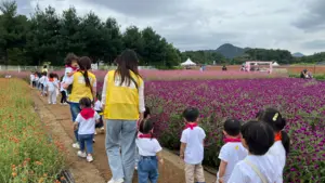 [현장] ‘달콤한 냄새’ 천만송이 천일홍, 산책·찰칵 ‘발길끄는 꽃 소문’