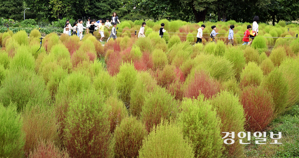 절기상 추분(秋分)을 하루 앞두고 초가을 날씨를 보인 22일 오전 수원 탑동시민농장을 찾은 어린이들이 붉게 물들어 가는 댑싸리를 둘러보고 있다. 2025.9.22 /임열수기자 pplys@kyeongin.com