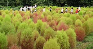 [포토] 추분 방긋… 댑싸리는 발그레