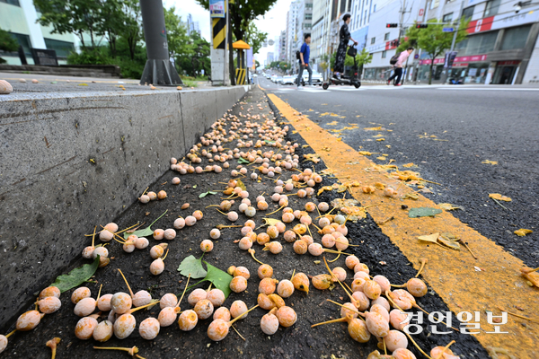 25일 오전  가을철 불청객 은행나무 열매가 수원 시내 도로변에 떨어져 악취가 나는 등 시민들의 불편을 초래하고 있다. 2025.9.25 /임열수기자 pplys@kyeongin.com