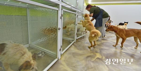 인천시 서구 마전동 동물보호단체 (사)도로시지켜줄개에서 운영중인 유기견 보호소에서 관계자들이 보호중인 유기견들을 관리하고 있다. 2025.9.24 /조재현기자 jhc@kyeongin.com