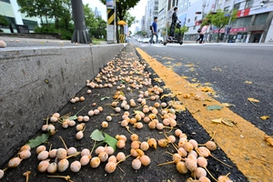 [포토] 은행 우수수… 불편한 ‘가을 냄새’