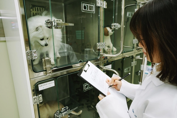 반려동물보건과 학생이 실습수업 중 반려견의 상태를 점검하고 있다. 2025.9.30 /서정대학교 제공