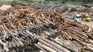 수원 한 아파트 소나무서 재선충병… 조경용 나무에서 감염 확인 이례적