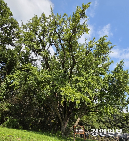 강화 불은면 능내촌(능촌)의 천 년 은행나무. 2025.9.29 /정진오기자 schild@kyeongin.com